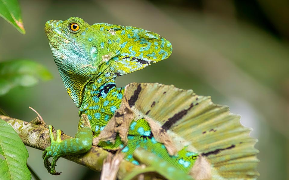 Costa Rica